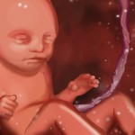 Fötus 24. Schwangerschaftswoche