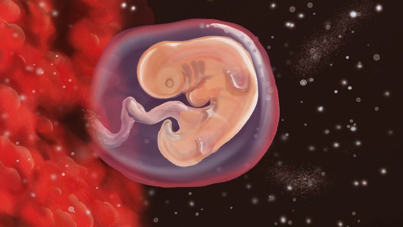 Wachstum und Entwicklung des Kindes im Mutterleib