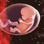 Fötus 9. Schwangerschaftswoche