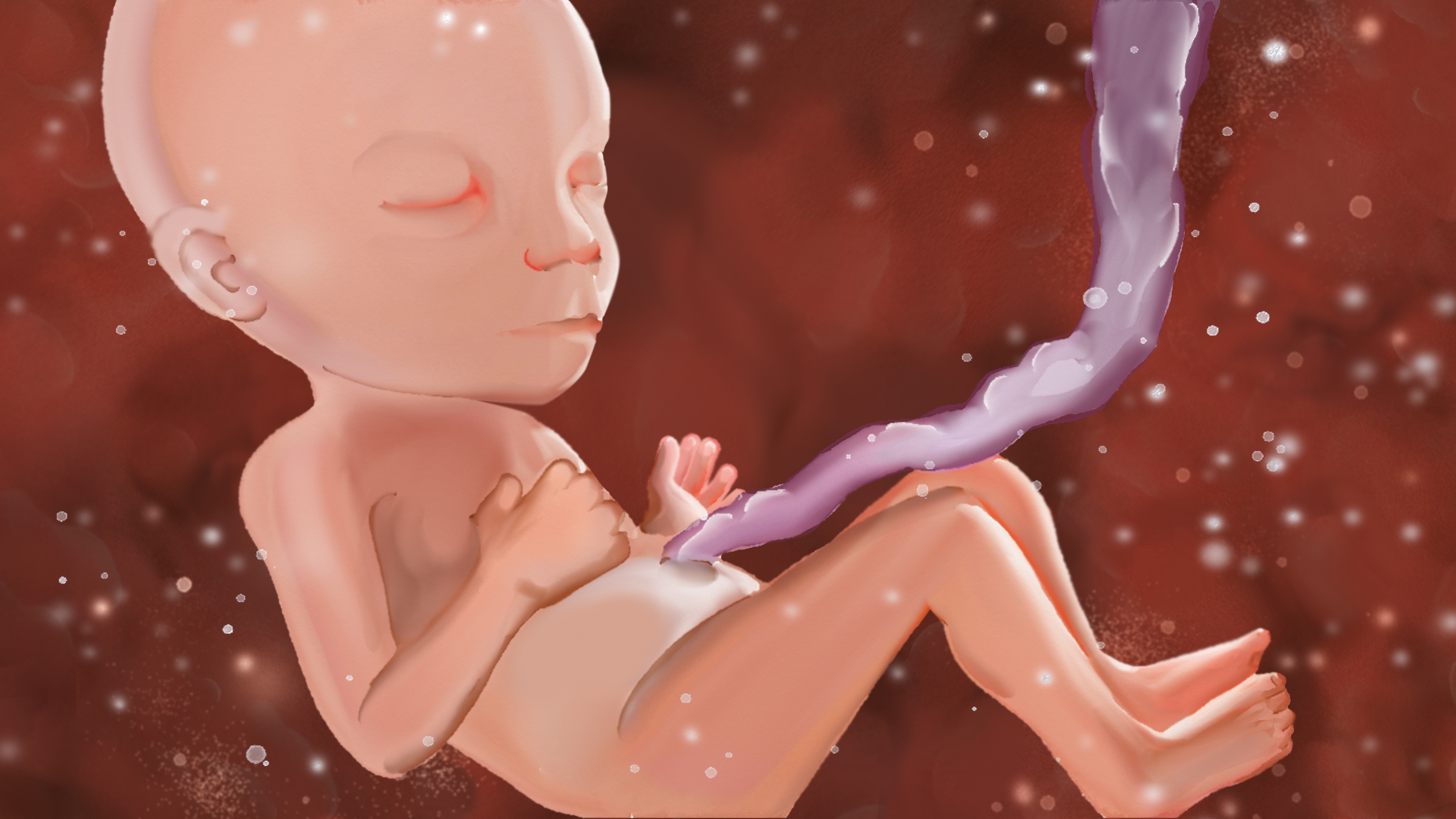 Der Embryo in der 18. Schwangerschaftswoche 